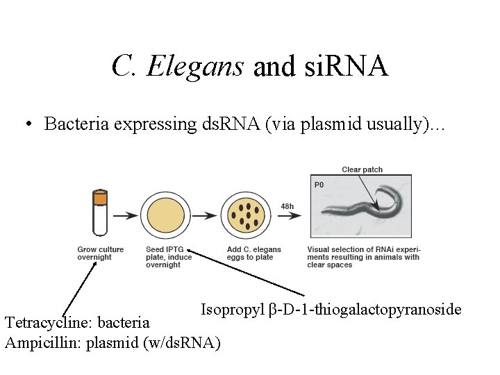 C. Elegans and si. RNA • Bacteria expressing ds. RNA (via plasmid usually)… Isopropyl
