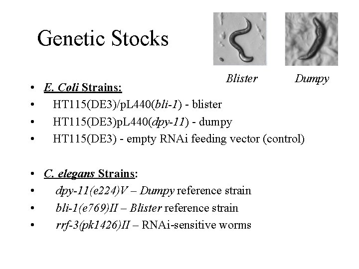 Genetic Stocks Blister Dumpy • E. Coli Strains: • HT 115(DE 3)/p. L 440(bli-1)