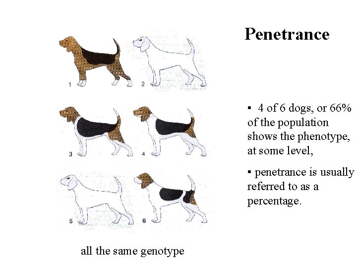 Penetrance • 4 of 6 dogs, or 66% of the population shows the phenotype,