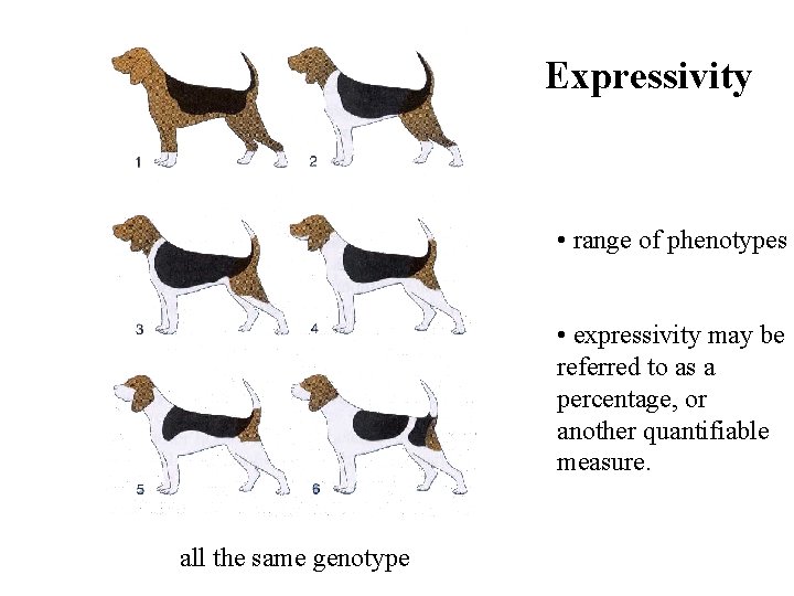 Expressivity • range of phenotypes • expressivity may be referred to as a percentage,
