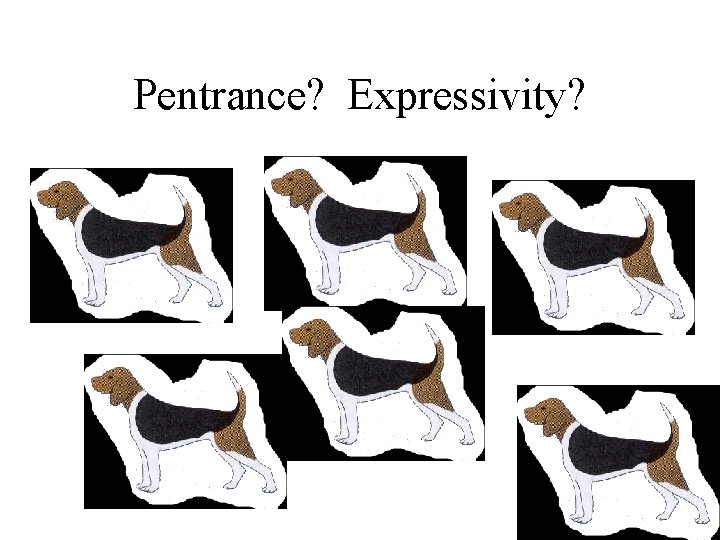 Pentrance? Expressivity? 