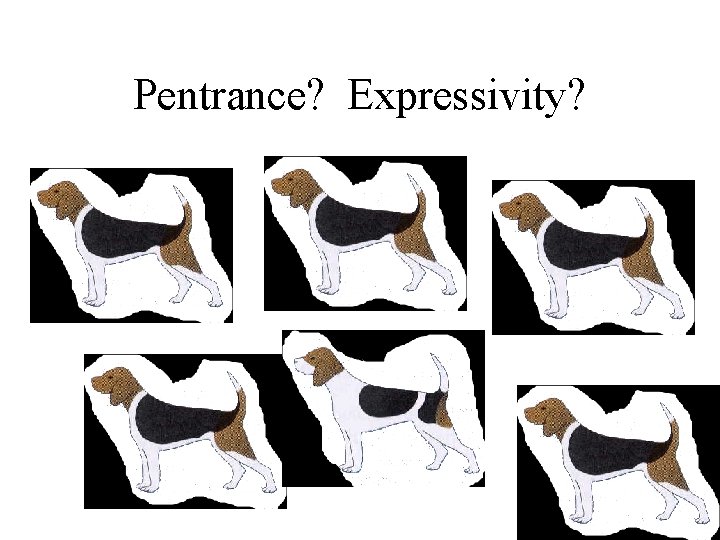 Pentrance? Expressivity? 