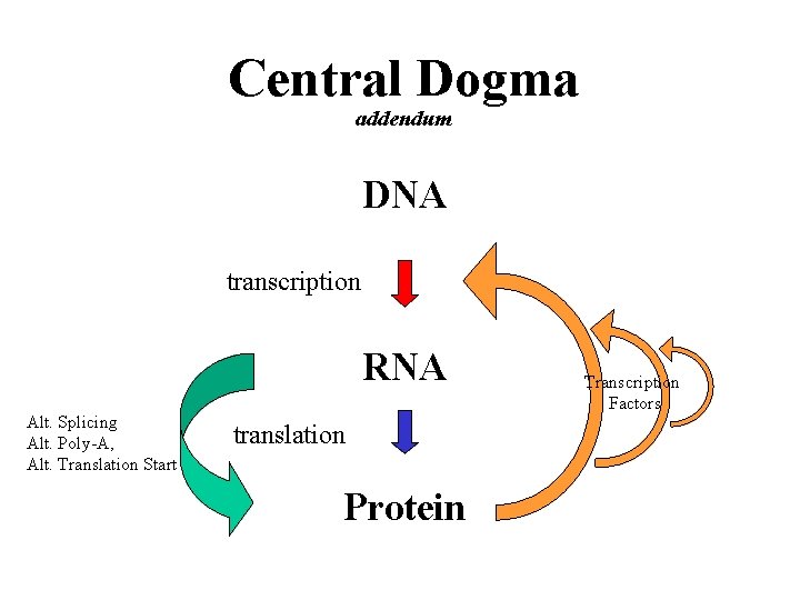 Central Dogma addendum DNA transcription RNA Alt. Splicing Alt. Poly-A, Alt. Translation Start translation