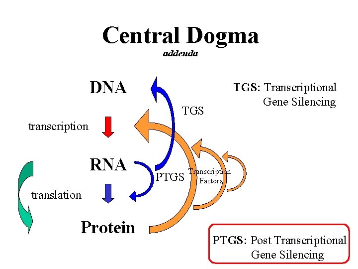 Central Dogma addenda DNA TGS: Transcriptional Gene Silencing TGS transcription RNA PTGS Transcription Factors