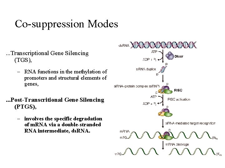 Co-suppression Modes. . . Transcriptional Gene Silencing (TGS), – RNA functions in the methylation