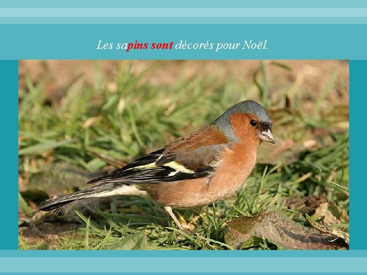 Les sapins sont décorés pour Noël. 