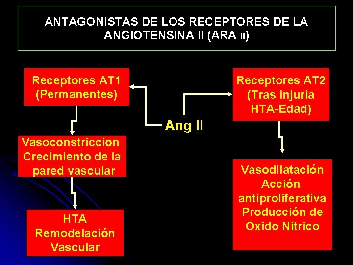 ANTAGONISTAS DE LOS RECEPTORES DE LA ANGIOTENSINA II (ARA II) Receptores AT 1 (Permanentes)