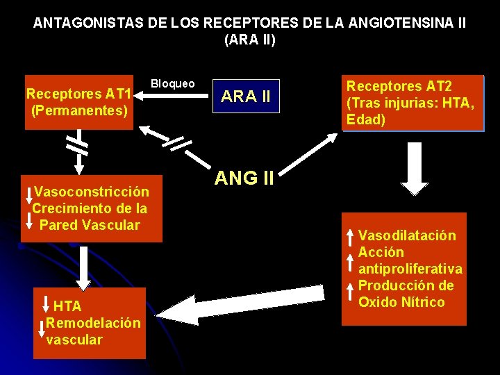 ANTAGONISTAS DE LOS RECEPTORES DE LA ANGIOTENSINA II (ARA II) Receptores AT 1 (Permanentes)