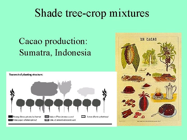 Shade tree-crop mixtures Cacao production: Sumatra, Indonesia 
