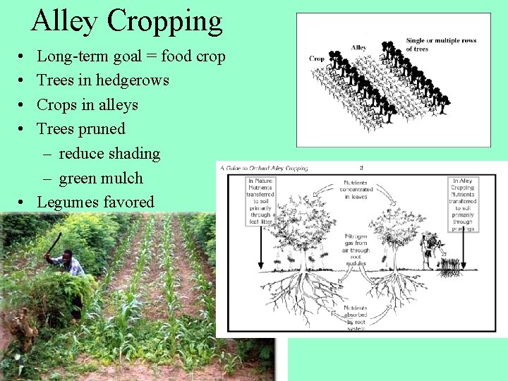 Alley Cropping • • Long-term goal = food crop Trees in hedgerows Crops in