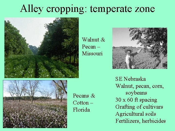 Alley cropping: temperate zone Walnut & Pecan – Missouri Pecans & Cotton – Florida