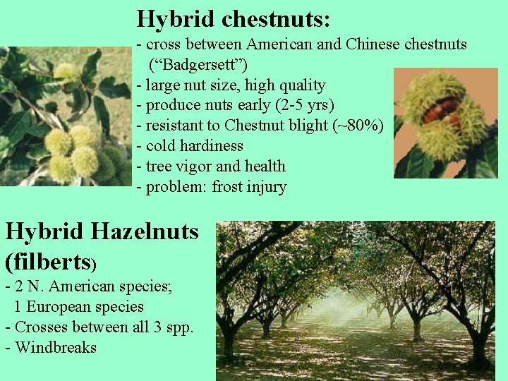 Hybrid chestnuts: - cross between American and Chinese chestnuts (“Badgersett”) - large nut size,