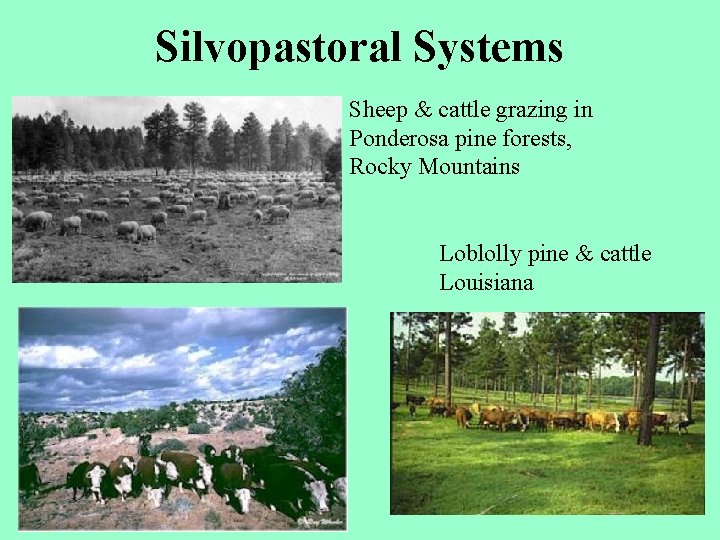 Silvopastoral Systems Sheep & cattle grazing in Ponderosa pine forests, Rocky Mountains Loblolly pine
