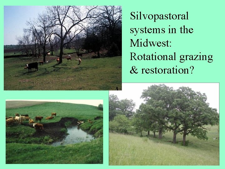 Silvopastoral systems in the Midwest: Rotational grazing & restoration? 