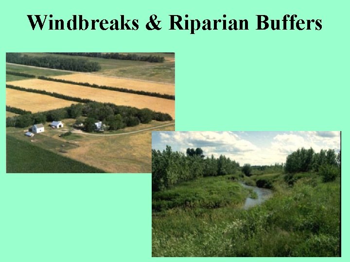 Windbreaks & Riparian Buffers 