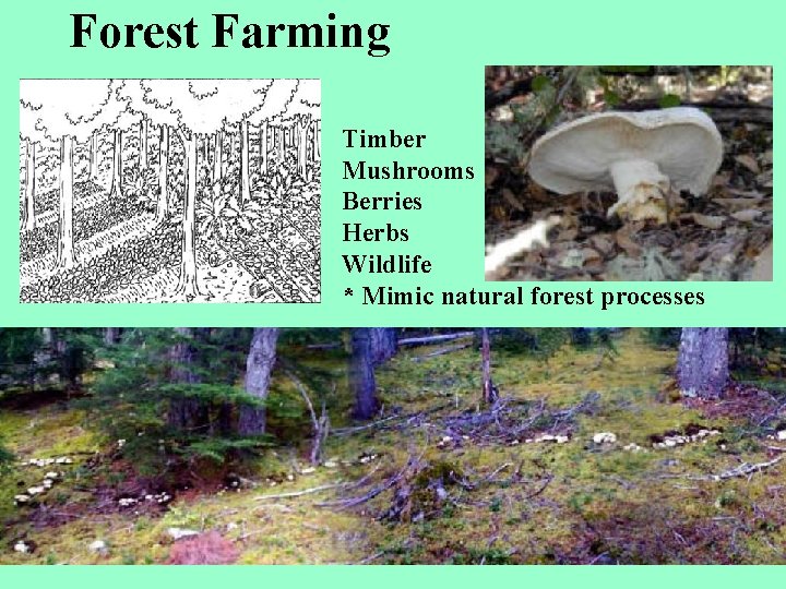 Forest Farming Timber Mushrooms Berries Herbs Wildlife * Mimic natural forest processes Matsutake Mushroom