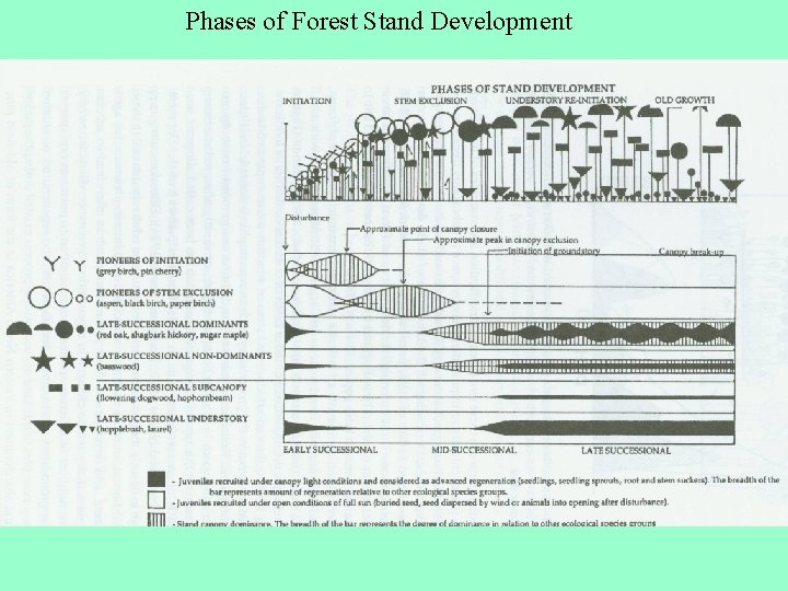 Phases of Forest Stand Development 