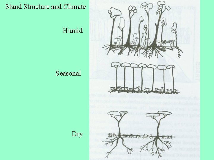 Stand Structure and Climate Humid Seasonal Dry 