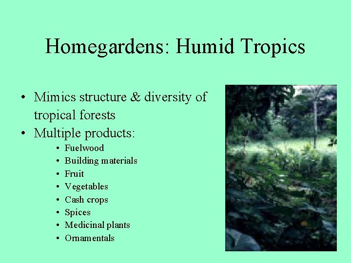 Homegardens: Humid Tropics • Mimics structure & diversity of tropical forests • Multiple products: