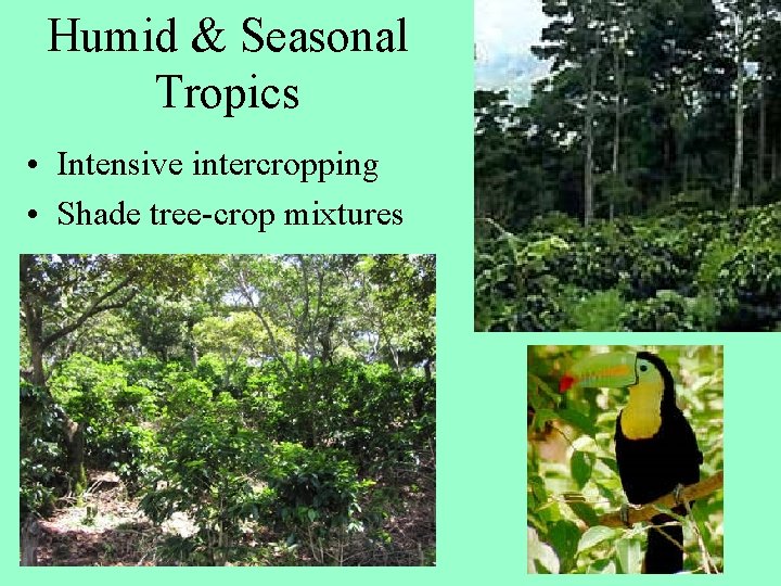Humid & Seasonal Tropics • Intensive intercropping • Shade tree-crop mixtures 