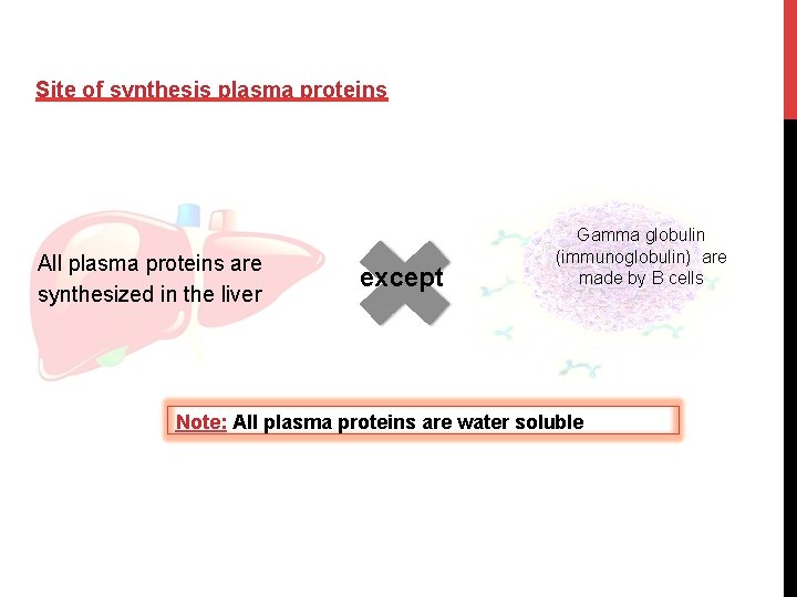 Site of synthesis plasma proteins All plasma proteins are synthesized in the liver except
