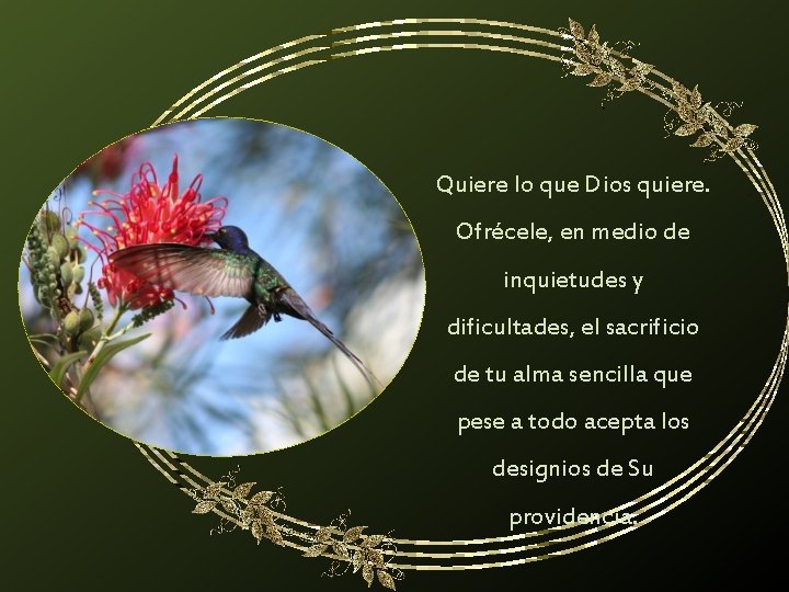 Quiere lo que Dios quiere. Ofrécele, en medio de inquietudes y dificultades, el sacrificio