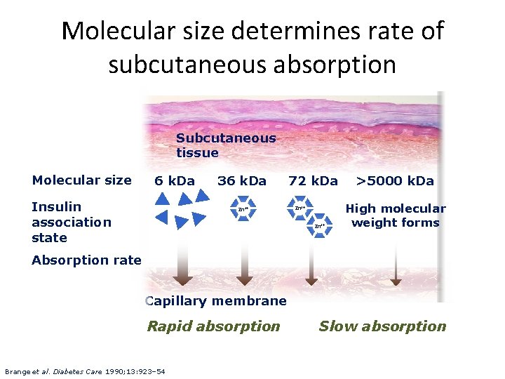 Molecular size determines rate of subcutaneous absorption Subcutaneous tissue Molecular size 6 k. Da
