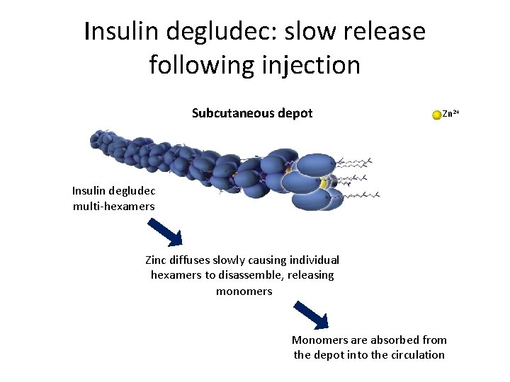 Insulin degludec: slow release following injection Subcutaneous depot Zn 2+ Insulin degludec multi-hexamers Zinc