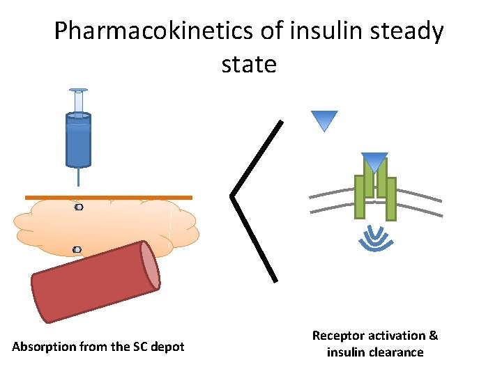 Pharmacokinetics of insulin steady state Absorption from the SC depot Receptor activation & insulin