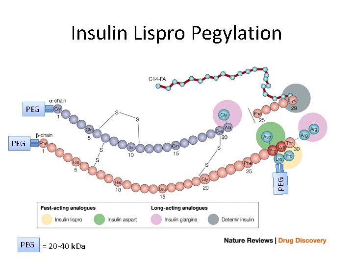 Insulin Lispro Pegylation PEG PEG = 20 -40 k. Da 