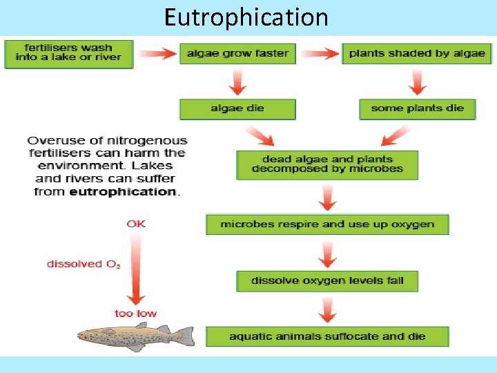 Eutrophication excessive nutrients in a body of water, frequently due to runoff from the