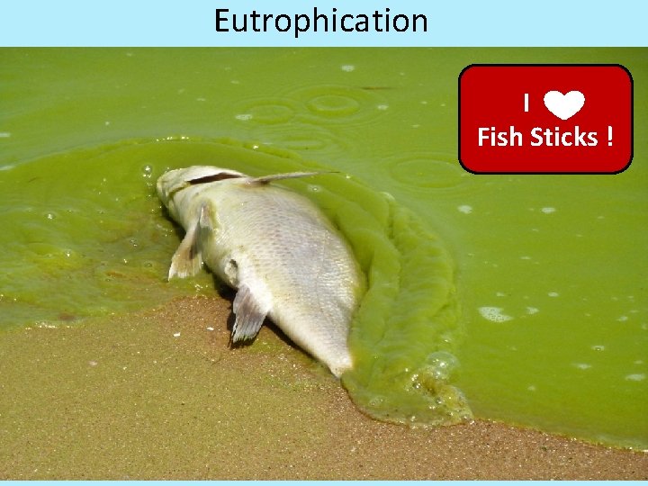 Eutrophication I Fish Sticks ! 