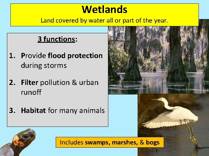 Wetlands Land covered by water all or part of the year. 3 functions: 1.