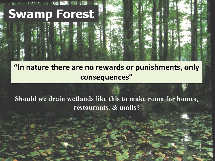Swamp Forest “In nature there are no rewards or punishments, only consequences” Should we