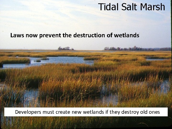 Tidal Salt Marsh Laws now prevent the destruction of wetlands Developers must create new
