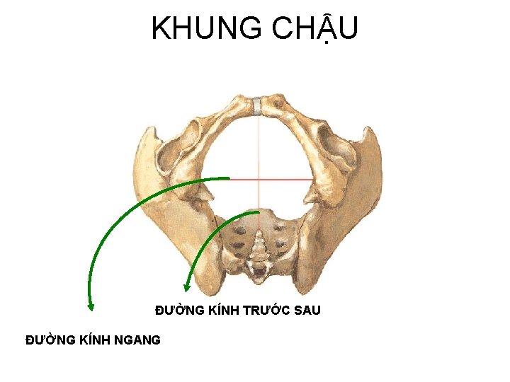 KHUNG CHẬU ĐƯỜNG KÍNH TRƯỚC SAU ĐƯỜNG KÍNH NGANG 