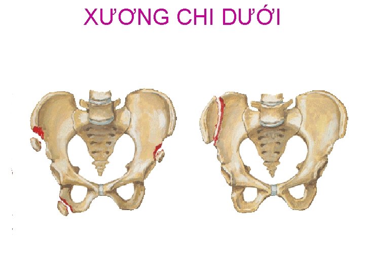 XƯƠNG CHI DƯỚI 