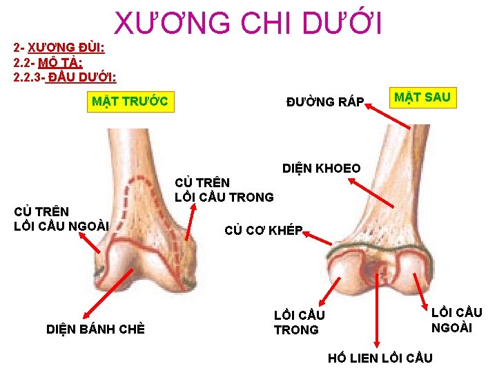 XƯƠNG CHI DƯỚI 2 - XƯƠNG ĐÙI: 2. 2 - MÔ TẢ: 2. 2.