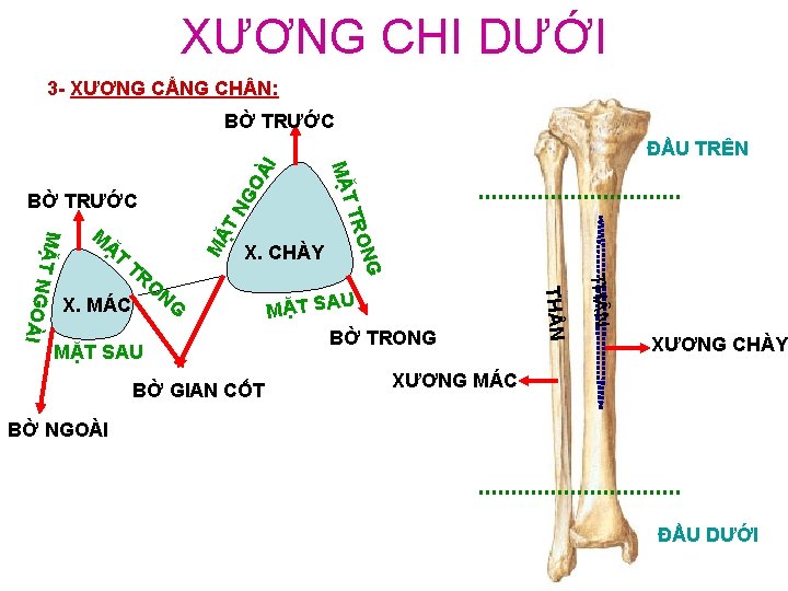 XƯƠNG CHI DƯỚI 3 - XƯƠNG CẲNG CH N: BỜ TRƯỚC GO MẶ TN