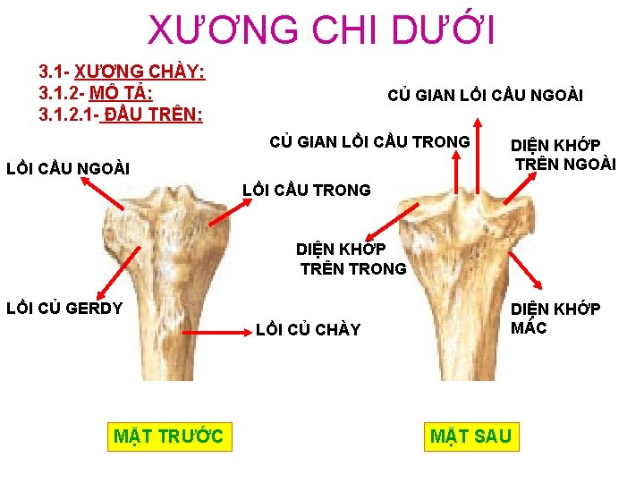 XƯƠNG CHI DƯỚI 3. 1 - XƯƠNG CHÀY: 3. 1. 2 - MÔ TẢ: