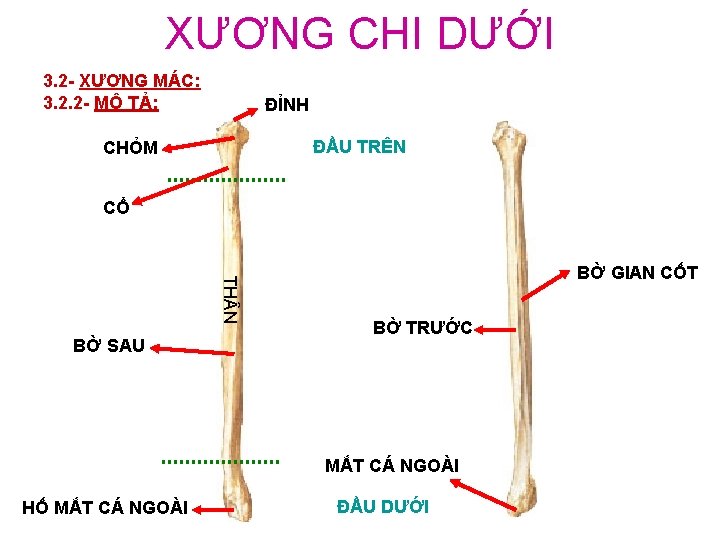 XƯƠNG CHI DƯỚI 3. 2 - XƯƠNG MÁC: 3. 2. 2 - MÔ TẢ: