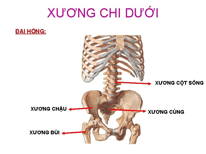 XƯƠNG CHI DƯỚI ĐAI HÔNG: XƯƠNG CỘT SỐNG XƯƠNG CHẬU XƯƠNG ĐÙI XƯƠNG CÙNG