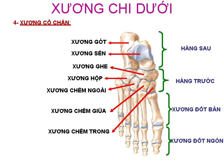 XƯƠNG CHI DƯỚI 4 - XƯƠNG CỔ CH N: XƯƠNG GÓT XƯƠNG SÊN HÀNG