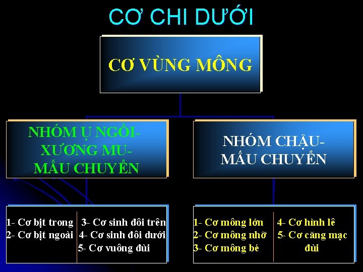 CƠ CHI DƯỚI CƠ VÙNG MÔNG NHÓM Ụ NGỒIXƯƠNG MUMẤU CHUYỂN 1 - Cơ