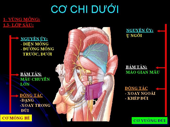 CƠ CHI DƯỚI 1 - VÙNG MÔNG: 1. 3 - LỚP S U: NGUYÊN