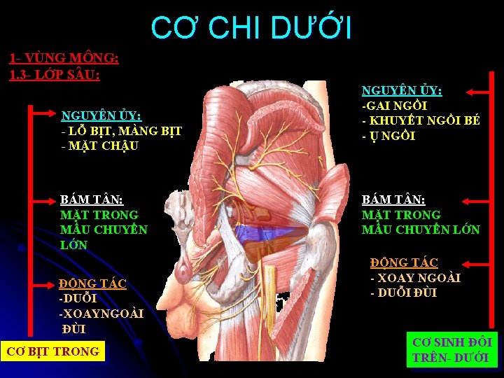 CƠ CHI DƯỚI 1 - VÙNG MÔNG: 1. 3 - LỚP S U: NGUYÊN