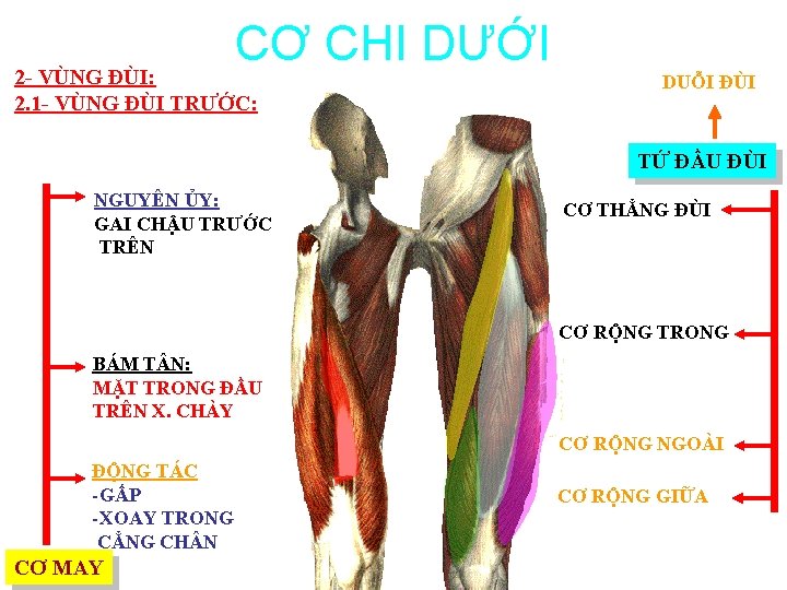 CƠ CHI DƯỚI 2 - VÙNG ĐÙI: 2. 1 - VÙNG ĐÙI TRƯỚC: DUỖI