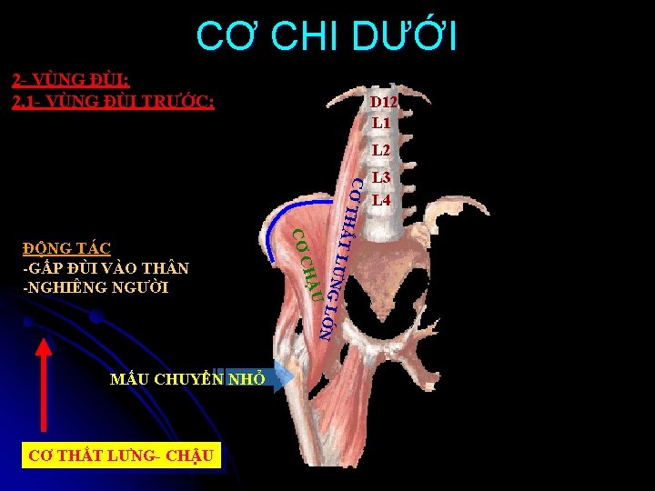 CƠ CHI DƯỚI 2 - VÙNG ĐÙI: 2. 1 - VÙNG ĐÙI TRƯỚC: D