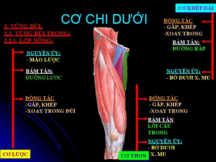 CƠ KHÉP DÀI CƠ CHI DƯỚI 2 - VÙNG ĐÙI: 2. 2 - VÙNG