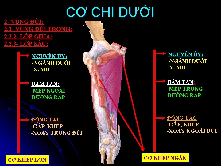 CƠ CHI DƯỚI 2 - VÙNG ĐÙI: 2. 2 - VÙNG ĐÙI TRONG: 2.